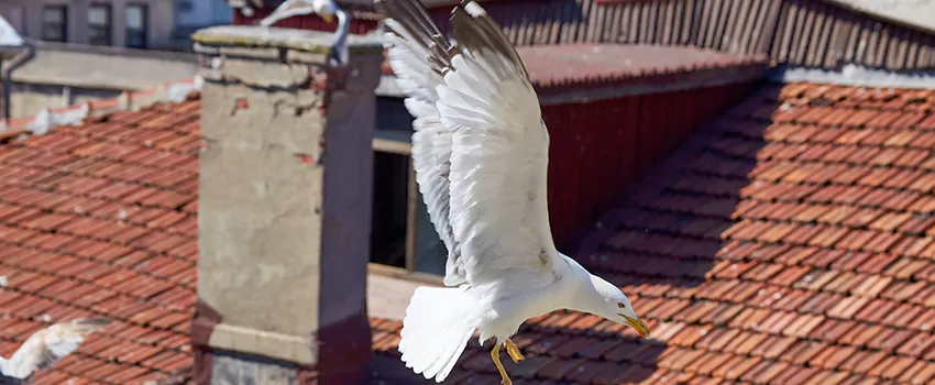 Residential Chimney Animal Removal Solution in Severna Park, MD